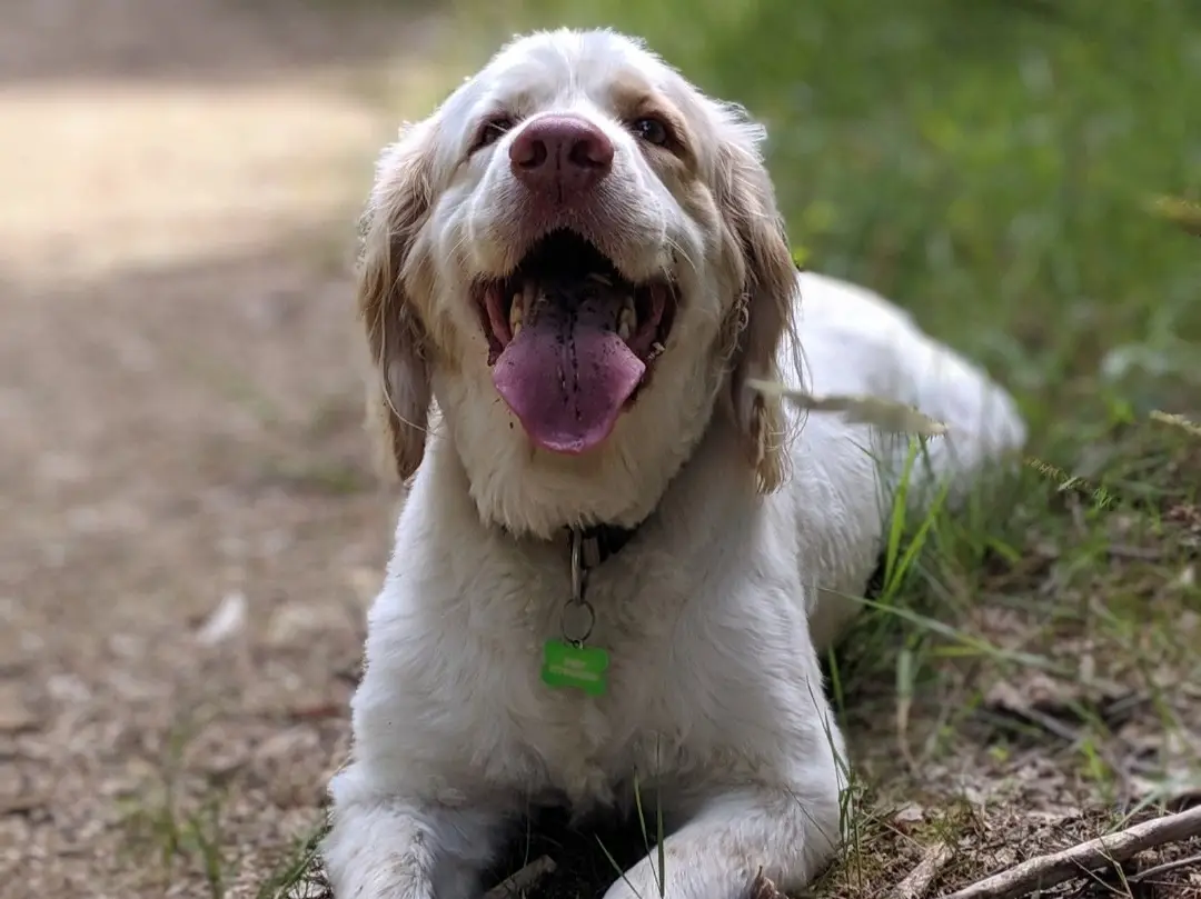 Clumber spaniel lying down in a field