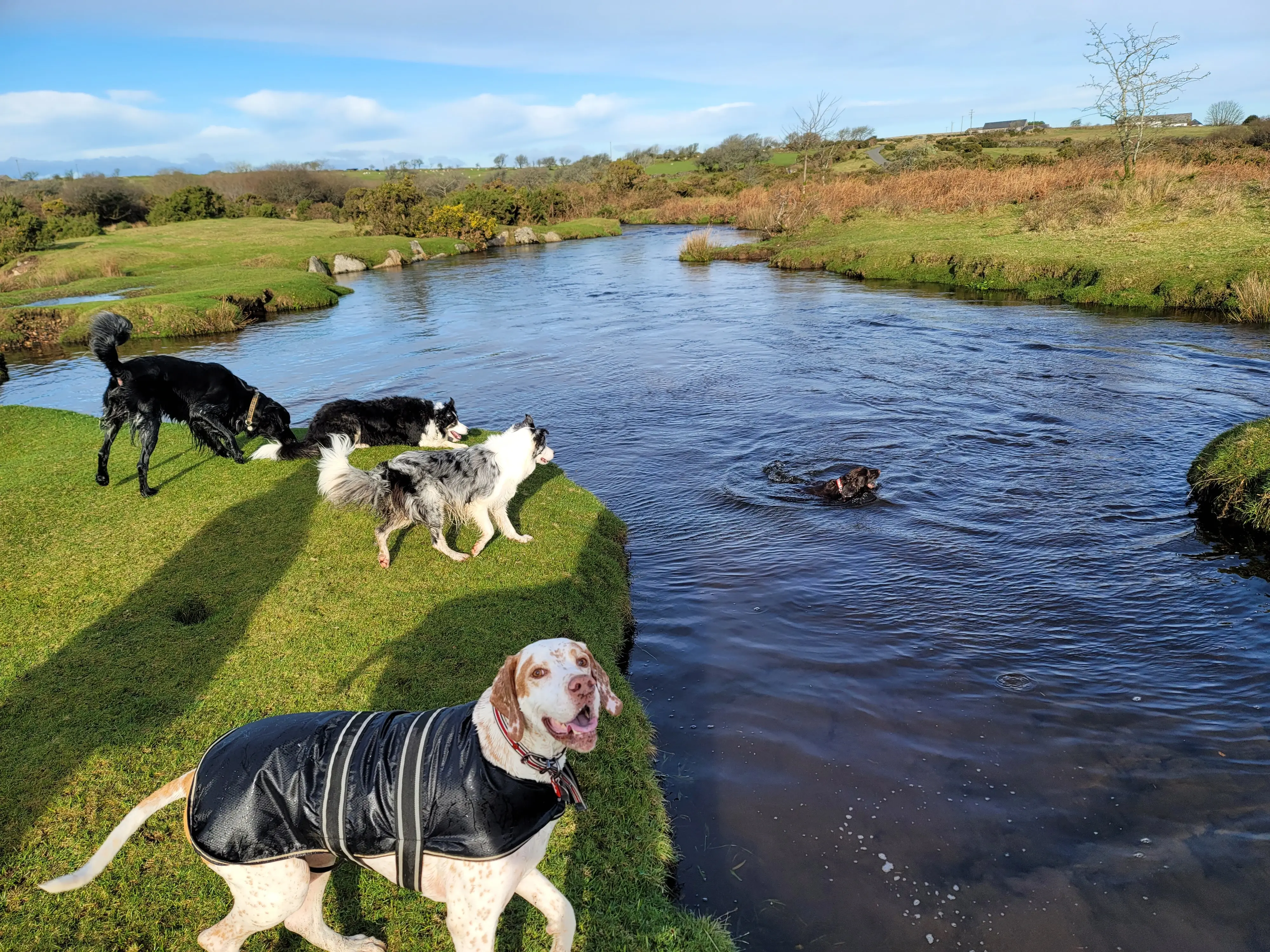 Dogs playing near a river