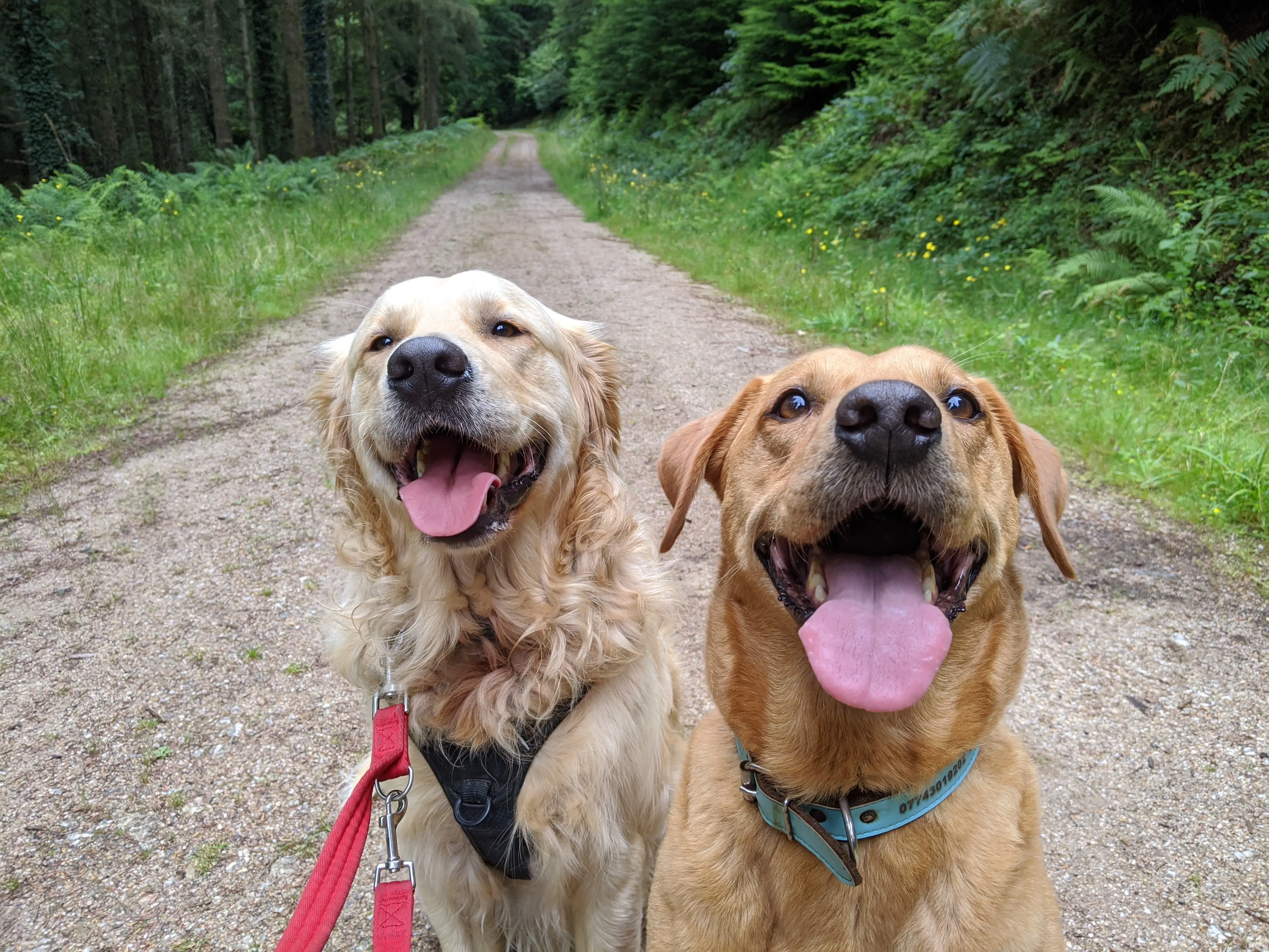Two well-behaved dogs sitting in a field